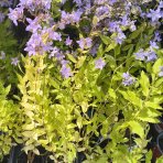 Zvonček mliečny (Campanula lactiflora) ‘PRICHARD’S VARIETY’ - kont.C1,5L